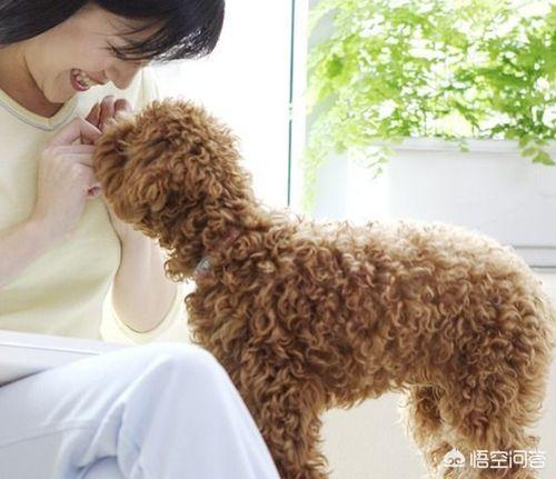 女生为什么不能养泰迪犬:为什么会有人说养泰迪不能养公的？