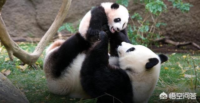 四川大熊猫误入水电站落水:大熊猫攻击人，性命不保怎么办？救援人员可以击毙熊猫吗？