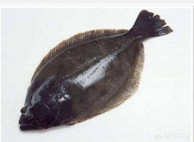 头条问答 鲽鱼头两面颜色不一样是真的吗 该如何辨别鲽鱼头的真假呢 19个回答