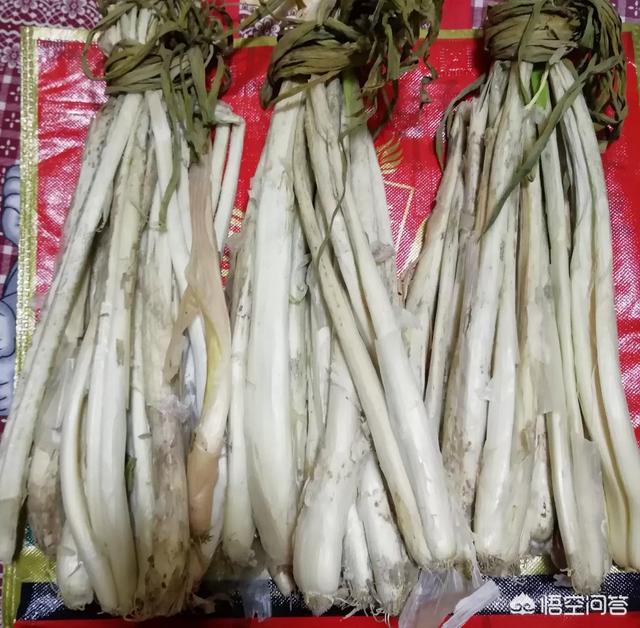 葱的种植方法,小葱什么时候播种最合适？