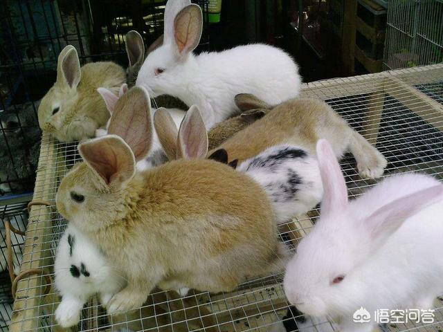 四川獭兔最新价格:四川獭兔最新价格 农村养殖兔子目前有没有发展前景？销路怎么样？多少钱？