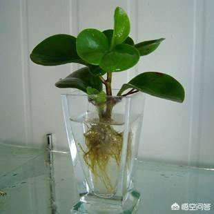 水培青叶碧玉方法:植物绿碧玉是否可以水培？