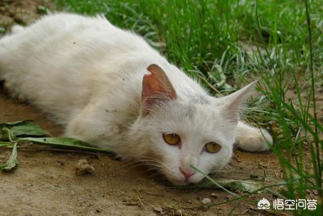 猫看见死亡的双眼剧照:将死的人是喜欢亲戚朋友都去看看还是喜欢安静的走？ 猫看见死亡的双眼剧情解析