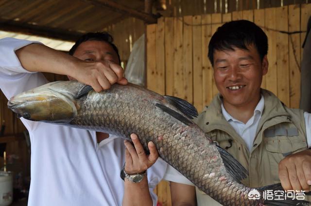 沈阳青鱼王图片:查干湖最大的鱼王有多少斤？