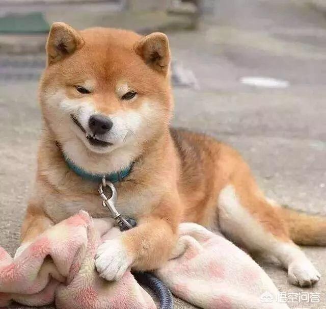 北京马犬警犬:对主人忠诚的狗狗有哪些？ 马犬警犬图片