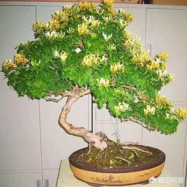 黄刺玫的养护方式:蔷薇的养护方法，蔷薇怎么养？