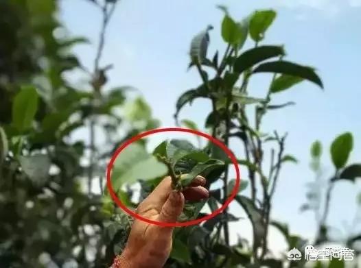 古树藤条茶是普洱茶么,普洱茶里出现“马蹄梗”就是古树春茶吗？