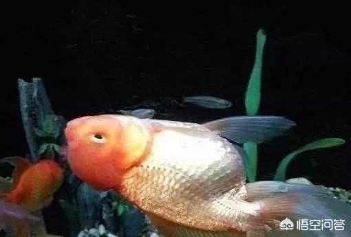 金鱼总是在水面游 肚皮向上该怎么医治 头条问答