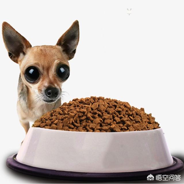 有没有红犬小狗狗图片:啊有没有小狗狗的图片啊 我国的哪种狗最富有灵气？为什么？