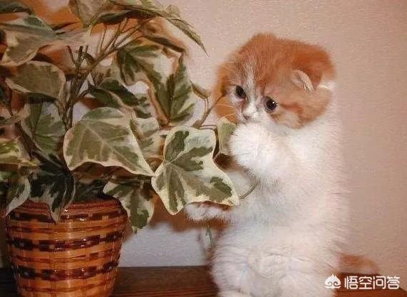 头条问答 哪些花对猫咪没有毒 养猫的人能养什么花 用户的回答 0赞