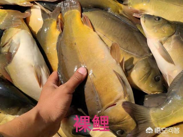 斑马贝公鱼和母鱼打架吗:农村老人说买鲤鱼要买公鲤鱼，鲤鱼如何区分公母？