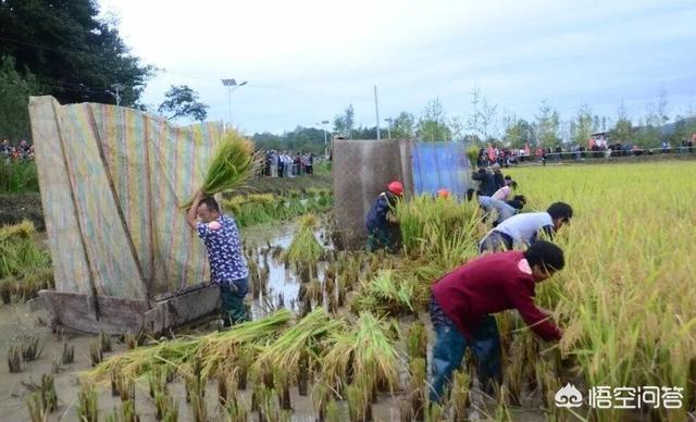 秋田蕗栽培:优质水稻的哪个品种比较好？