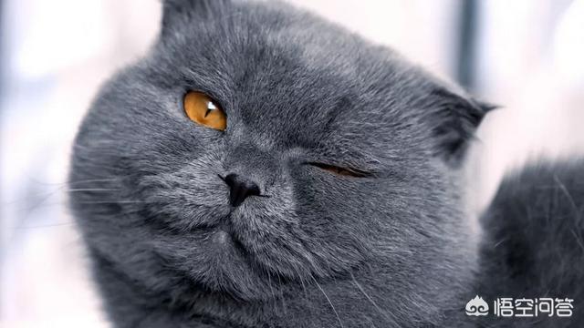 马恩岛猫问答:猫咪之中，哪些猫寿命最短？ 马恩岛猫走路视频