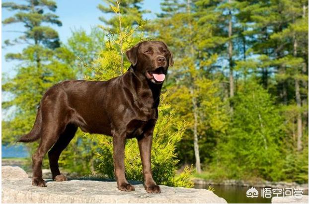 影响西施犬价格的三大因素:什么因素会影响拉布拉多的价格？