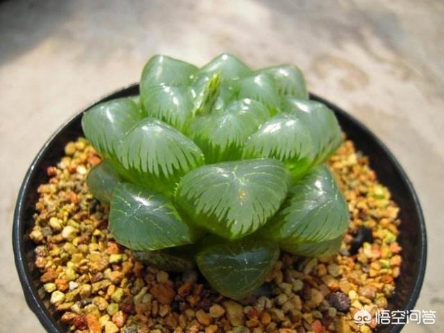 姬玉露和水晶玉露:玉露不透明了，这是为什么？该怎么养？