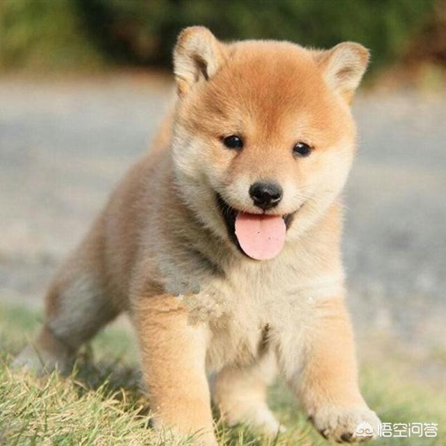 小柴犬阿旺的和风式生活百度云:2个月柴犬刚到家，该如何养？