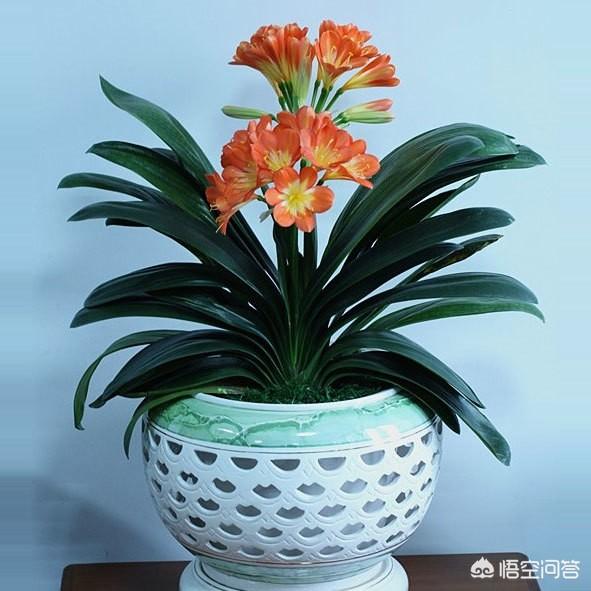 能镇宅的3种花,春节家中摆一盆什么样的花最好？