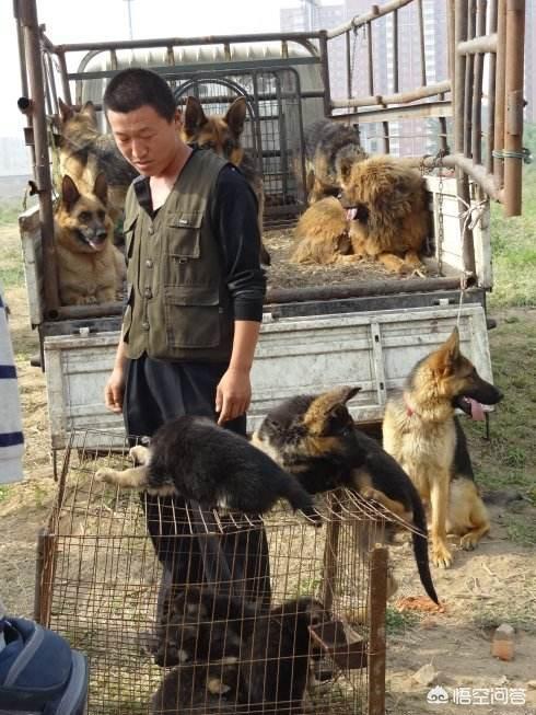 保定狗市的狗健康吗:泰迪犬有什么特征是表示它非常健康的呢？