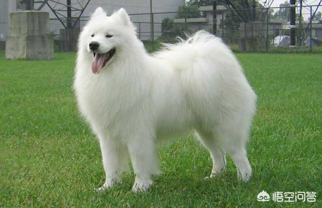 巴吉度犬 聪明吗:喜欢中型犬，养什么比较好啊？