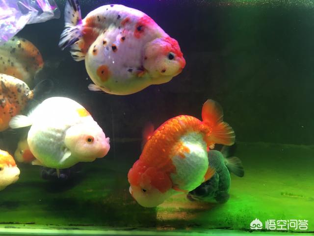 鱼缸养的金鱼换水一半 一天后水就浑了正常吗 该怎么处理 头条问答
