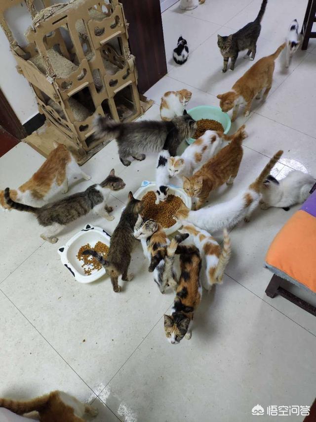 国庆长假宠物寄养一笼难求:过年回家了，你打算怎么安顿你家的猫？ 节假日寄养宠物一笼难求