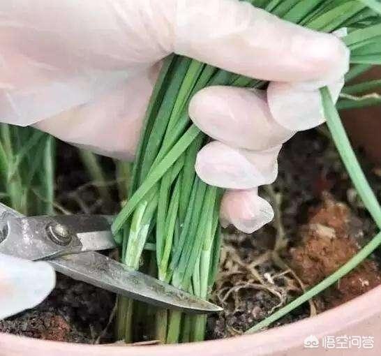 种植韭菜学会播种很重要，如何在花盆里种韭菜，能让韭菜长的旺盛