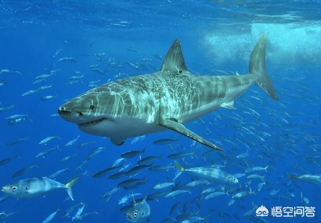 达摩鲨吃虎鲸，为什么海洋生物大多是食肉动物，很少见到海洋食草动物？
