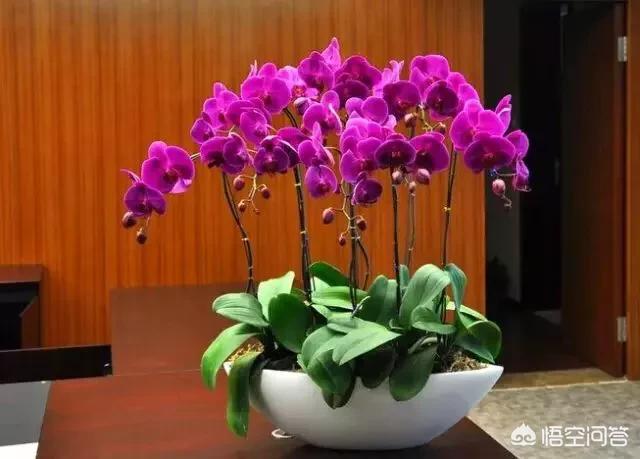 能镇宅的3种花,春节家中摆一盆什么样的花最好？