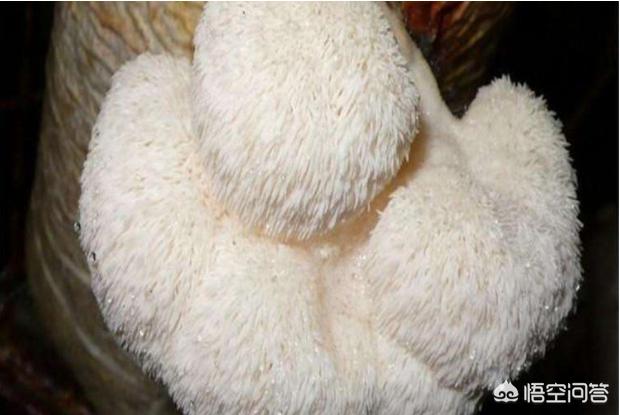 猴头菇怎么做好吃？