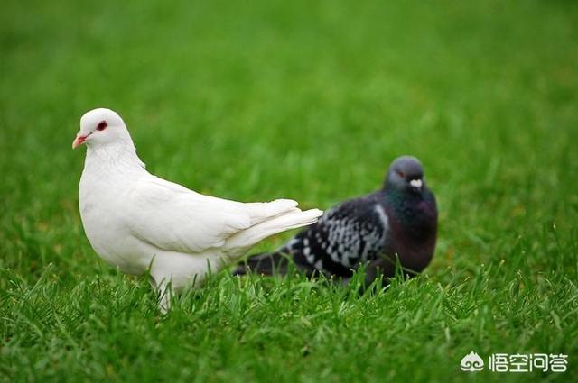 如何正确饲养鸽子，鸽子应该怎么喂养是买大鸽子还是小鸽子回来比较好