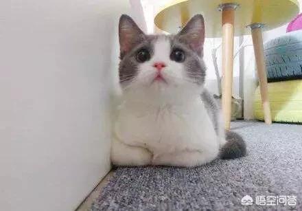 辅猫吧:孕妇和猫真的不能和平共处吗？