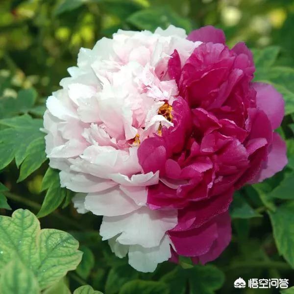 头条问答 你心中的牡丹花的花语是什么 春华秋实的回答 0赞