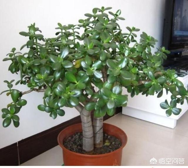 玉树养成盆景的几个技巧，为什么有人养在室内就容易挂掉呢？插图43