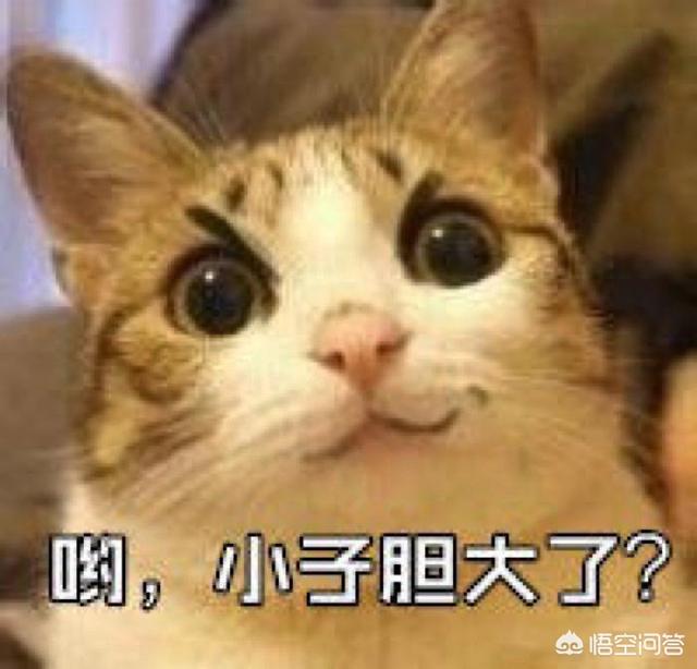 猫会说话:猫有哪些比较明显的肢体语言？