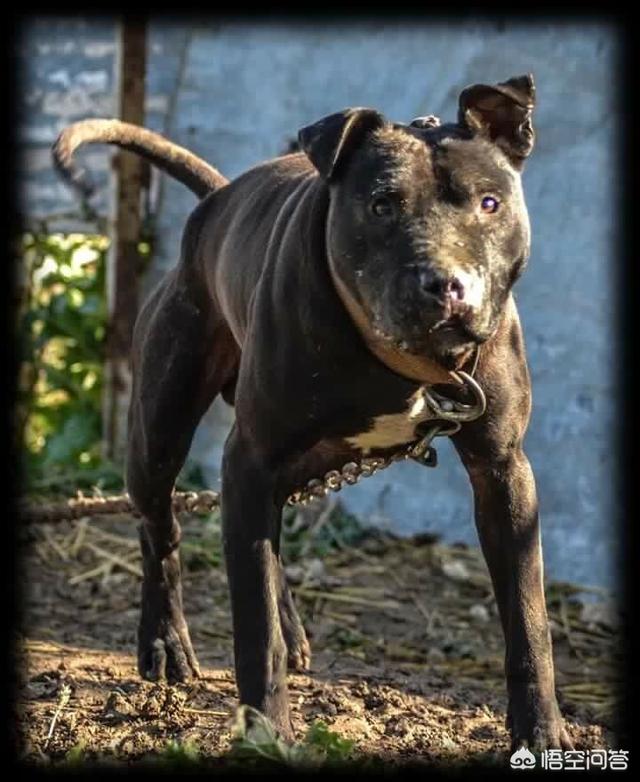 比特犬:比特犬和藏獒哪个厉害 你是如何评价比特犬这种狗的？