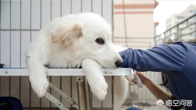 大型犬:应该怎样对待快要死亡的狗狗？ 大型犬排行榜