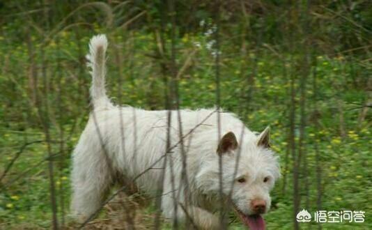 衡阳广西土猎犬网:我国有世界排行前三的猎犬吗？有何依据？