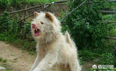 衡阳广西土猎犬网:我国有世界排行前三的猎犬吗？有何依据？