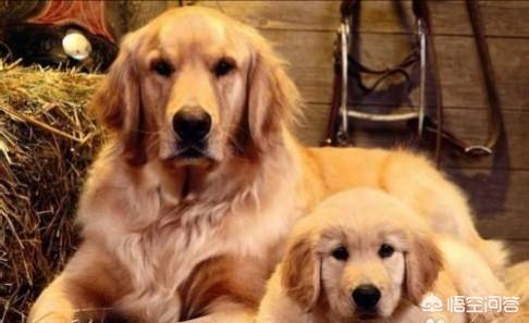 东非猎犬生病怎么办:人们做的什么事情会让金毛犬感到很害怕？