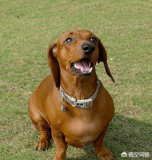 德国腊肠犬的图片大全:养一只腊肠犬是怎样的体验？ 腊肠犬串串图片大全