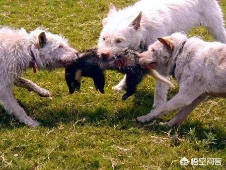下司犬论坛:下司犬打得过泰迪犬吗？你怎么看？