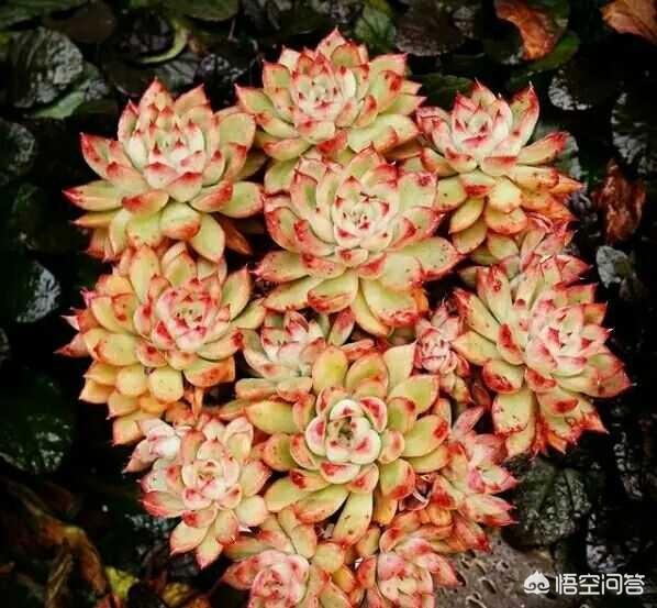 头条问答 多肉植物如何安全度过冬天休眠期 10个回答