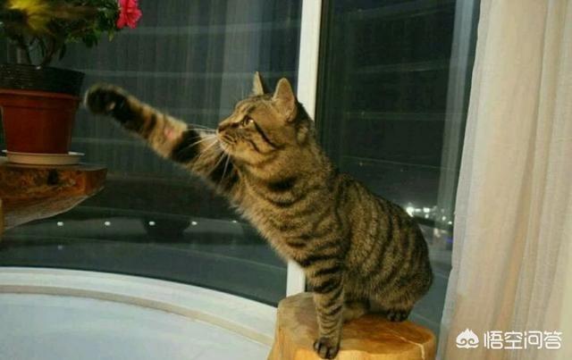 外国评价中国狸花猫:狸花猫的基因有多么强大？有何依据？