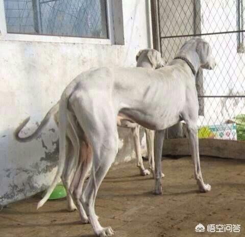 细犬:细犬和灵缇哪个贵，灵缇的价格比细犬贵？