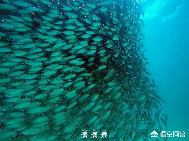 潜水胜地帕劳（帕劳潜水酒店）