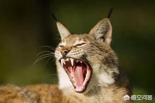 曼克斯猫来历:在古代，猫在人们心中的地位是怎样的？