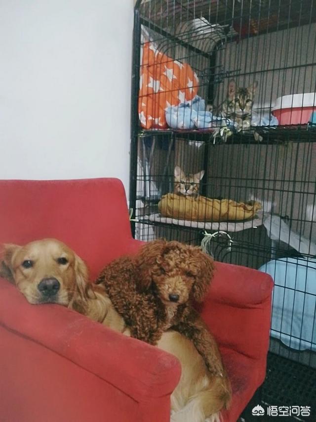 日本狗狗俊介几岁了?:俊介犬上火、便秘，它能自己好吗，需要注意些什么？
