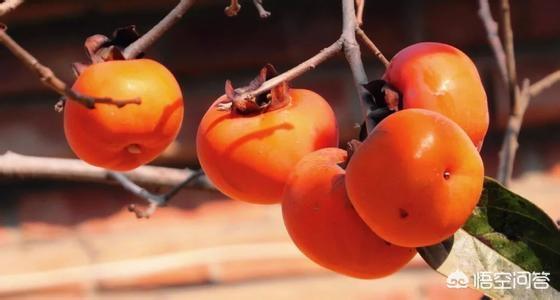 番茄壮阳吗，柿子和西红柿有何不同多吃西红柿会不会对身体健康有益