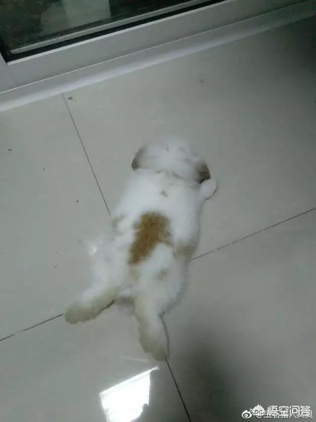 南方养兔子能赚钱吗？