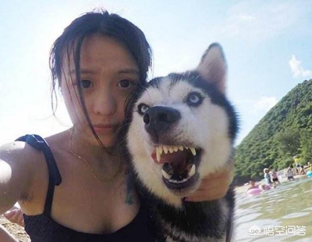 呆萌二货哈士奇:为什么中国农民不多喂养哈士奇当看门狗？